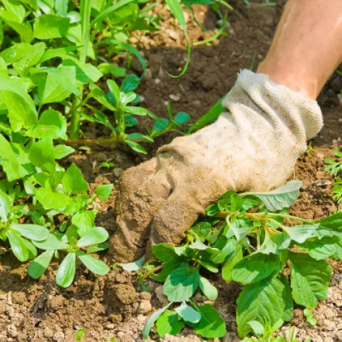 weed management