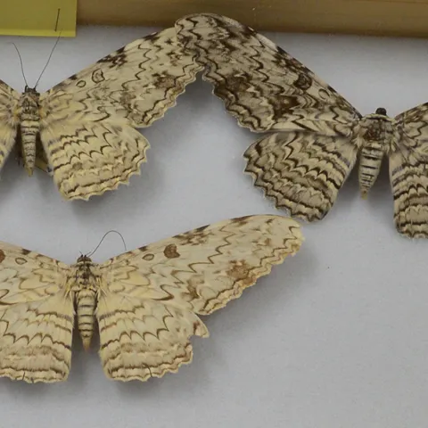 White Witch at the Bohart Museum of Entomology