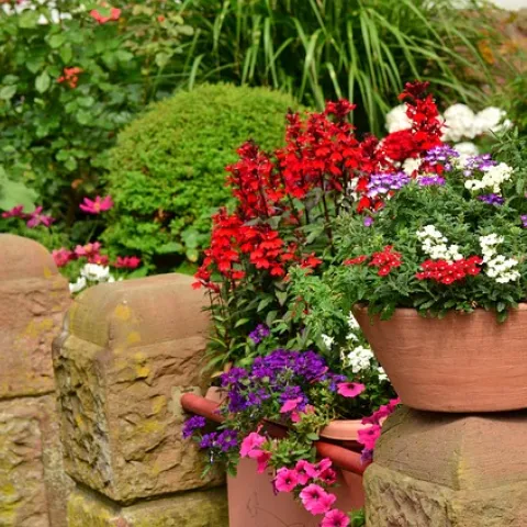 a variety of small garden containers illustrates filler, spiller
