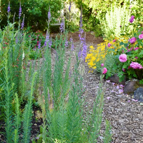 20 great plants for Marin