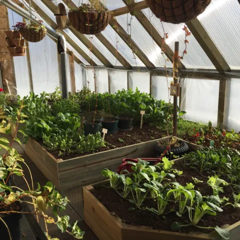 winter vegetable inside green house 