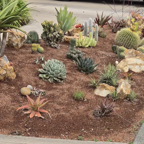Cactus Garden