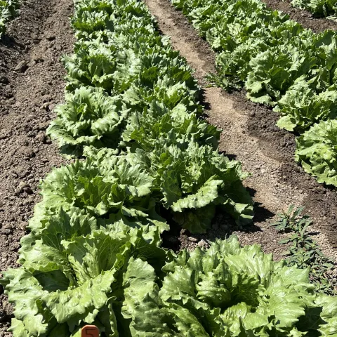 Nice looking lettuce