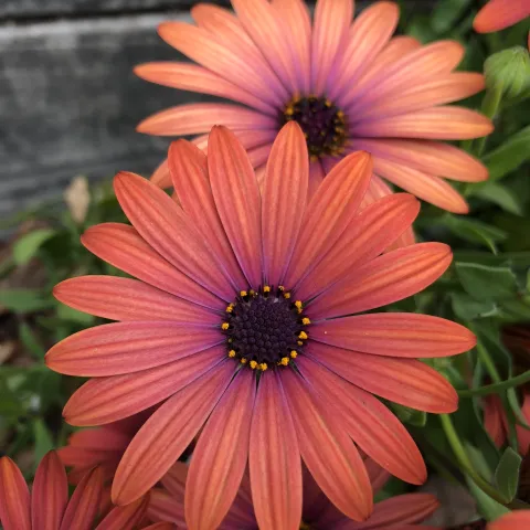 coral colored osteospermum flowers