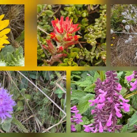 a photo array of multiple flowers