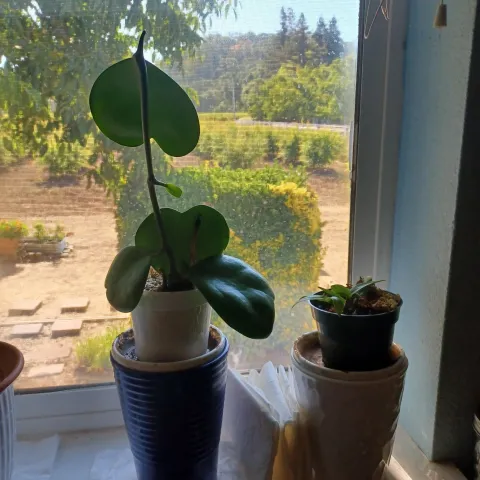 heart-shaped leaves on a plant in a kitchen window