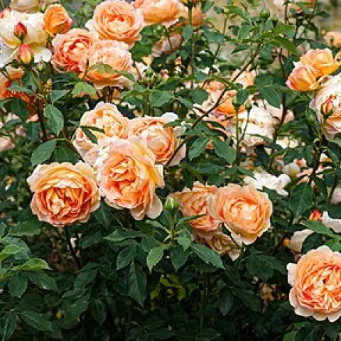 clusters of apricot colored roses