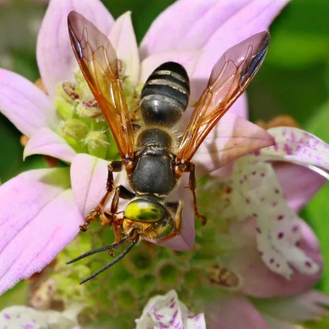 tachytes wasp on pink flower