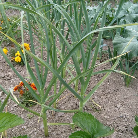 allium growing in garden