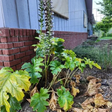 Acanthus plant close to a building.