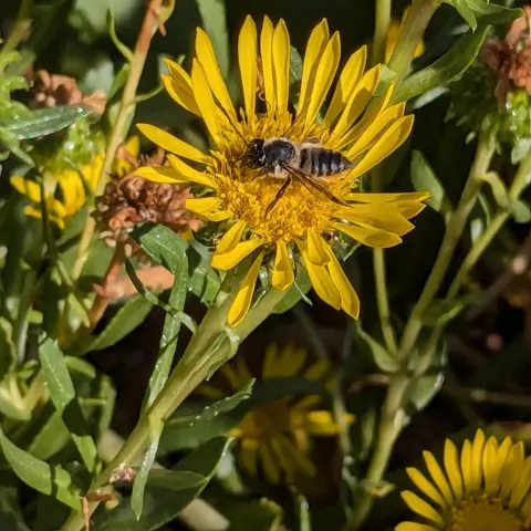 Bee Gumweed