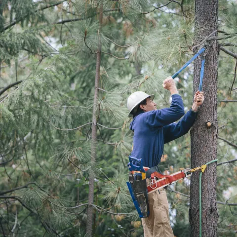 Rob York works in the trees at UC Blodgett Forest Research Station