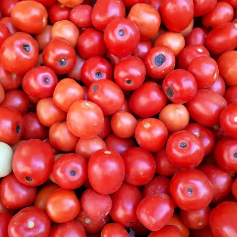 Blossom end rot tomatoes