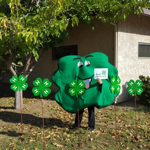 Clover at UCCE Tehama