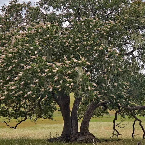 California Buckeye in bloom