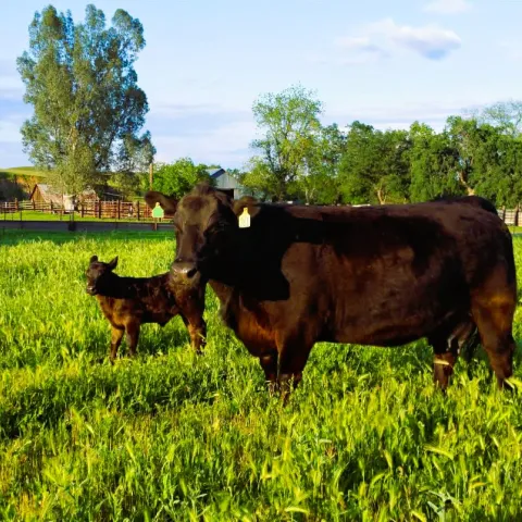 Livestock - Cattle
