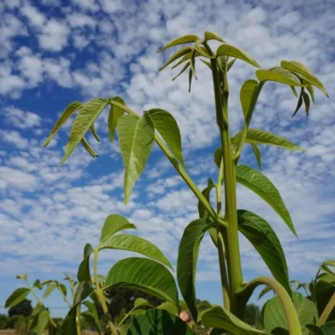 bright green growth on green stem of walnut tree