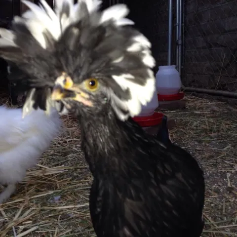 close up of a chicken with a bunch of feathers on its head