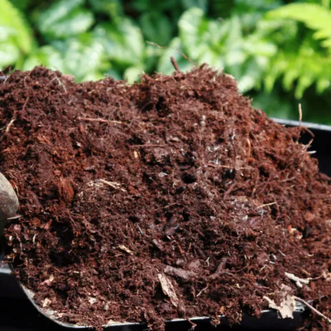 Photo of Compost