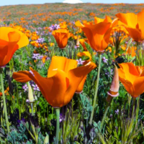Field of California poppies and small purple flowers.