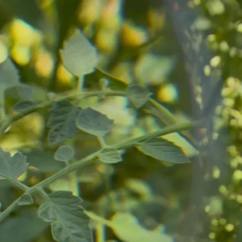 Magnified tomato leaves