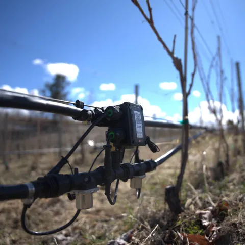 Sensor on drip irrigation tubing in a vineyard