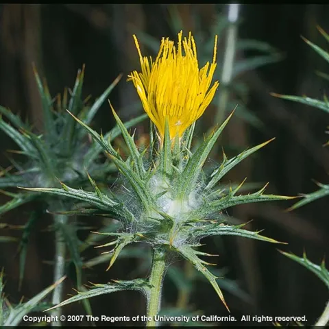 Distaff thistle flower head