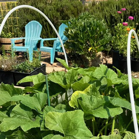 Edible Demonstration Garden Indian Valley Novato CA