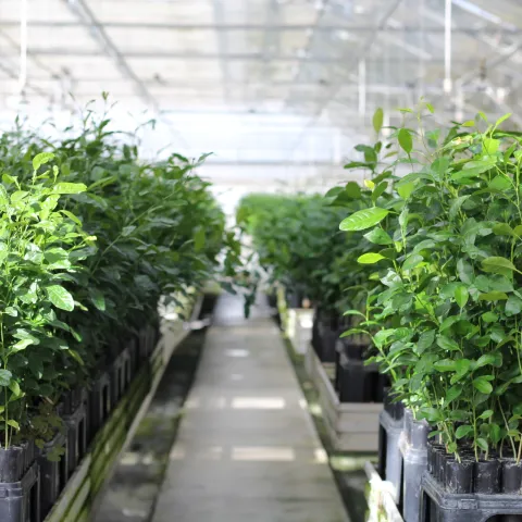 Rows of plants growing in a greenhouse.