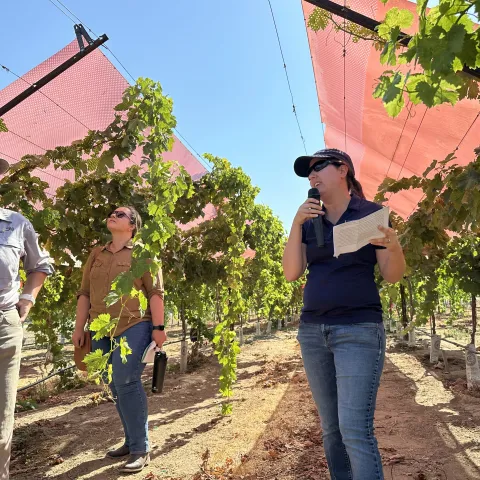 Joy Hollingsworth holds a microphone and stands in a vineyard discussing her research on the red-colored panels attached to the trellises 