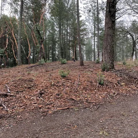 a pile of woody biomass in a forest.