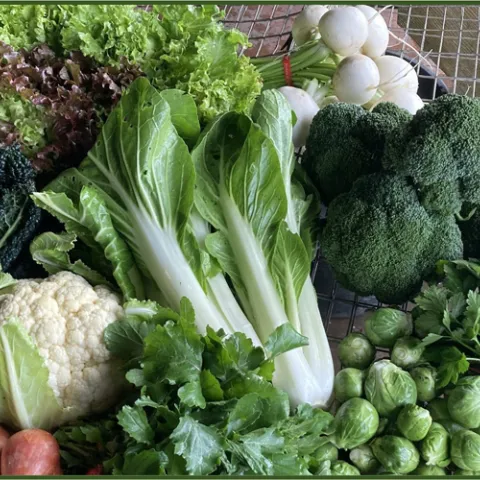 Assorted vegetables harvested in January in Humboldt Couunty.