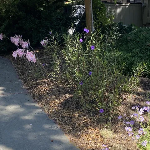 Photo of Mexican petunas and naked lady lillies in front yard.