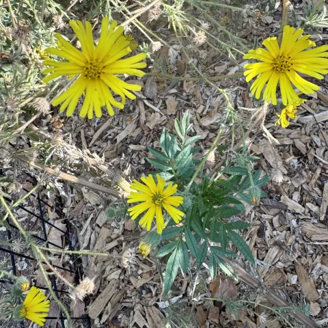 Photo of Madia elegans in bloom.