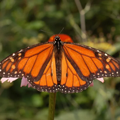 Monarch Butterfly, MG Rebecca Schoenenberger.jpg