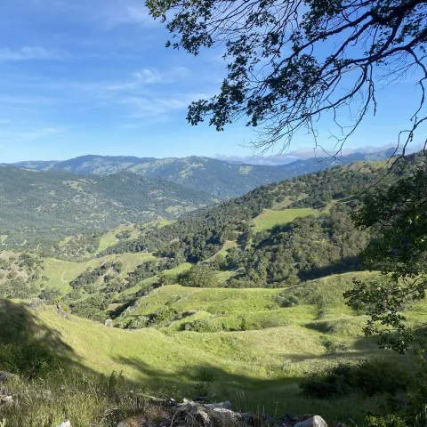 Mendocino Oak Woodland Spring