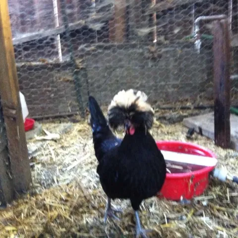 phyllis and diller, the chicken