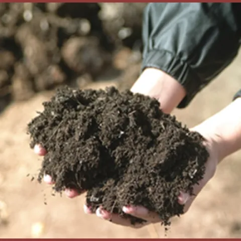 Person holding dirt