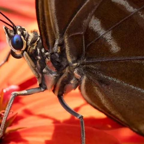 Bees, Butterflies, and Other Pollinators - Huntington Beach