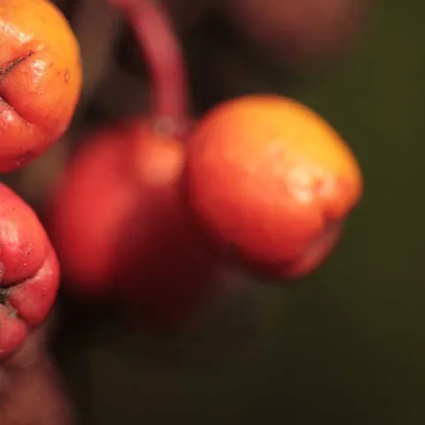 California Natives - Anaheim