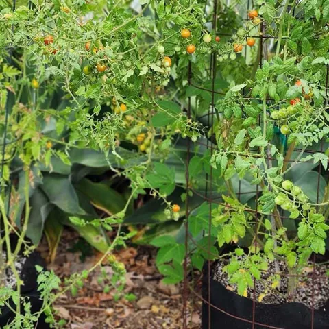 {PODCAST] Kids Summer Gardening Projects