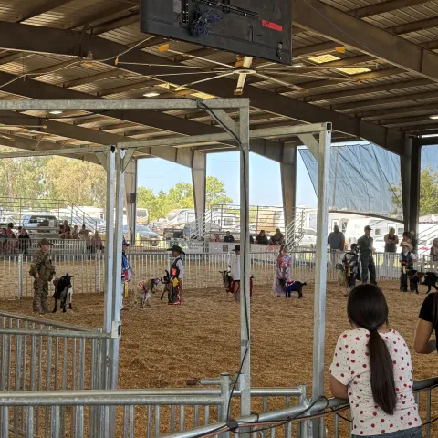 Pygmy Goat Show