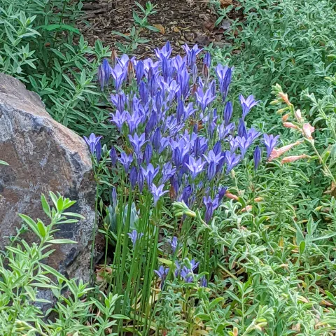 Queen_Fabiola_Ithuriels_Spear