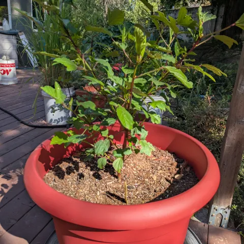 Hibiscus 'Roselle' plant in a red pot