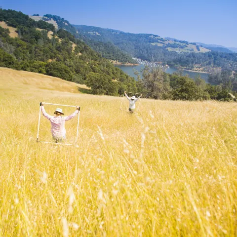 Two researchers hold quadrat squares for an ecological study in a field at Sierra Foothill Research and Extension Center