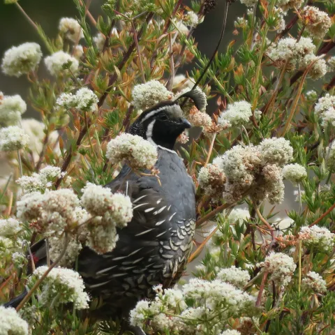 San Mateo County Bird
