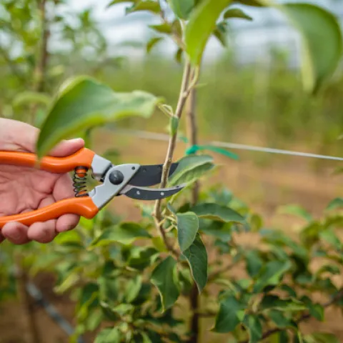 pruning trees