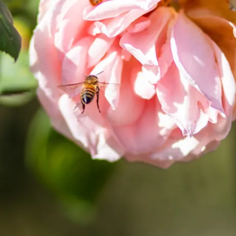 pink rose with bumble bee pollinator