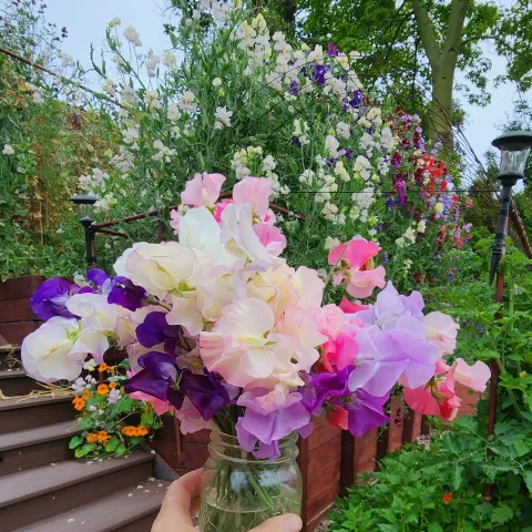 sweet peas