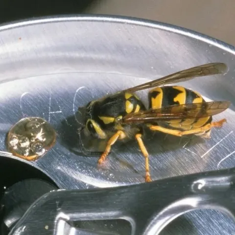 Yellow jacket on a soda can